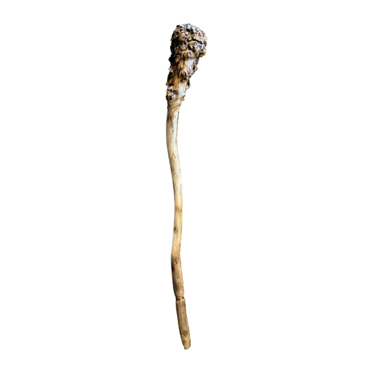 Long-Head Stringybark Waddy made by Braydon Williams